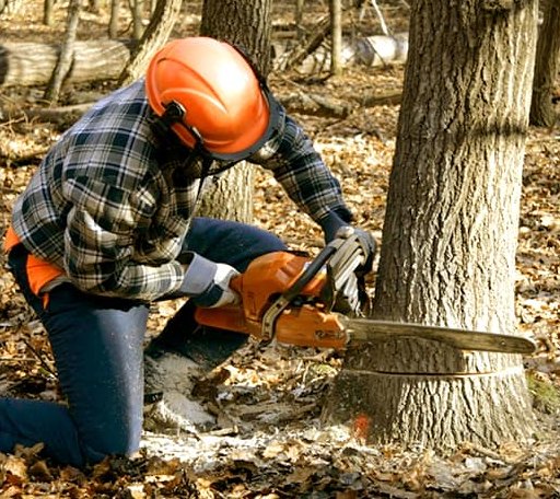 Tree Removal in Dewitt, MI